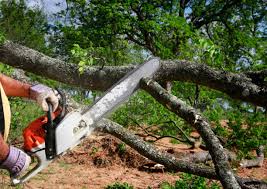 Best Commercial Tree Services  in Matoaca, VA