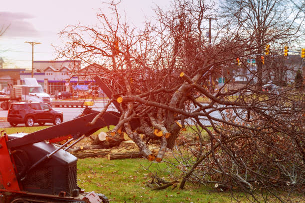 How Our Tree Care Process Works  in  Matoaca, VA