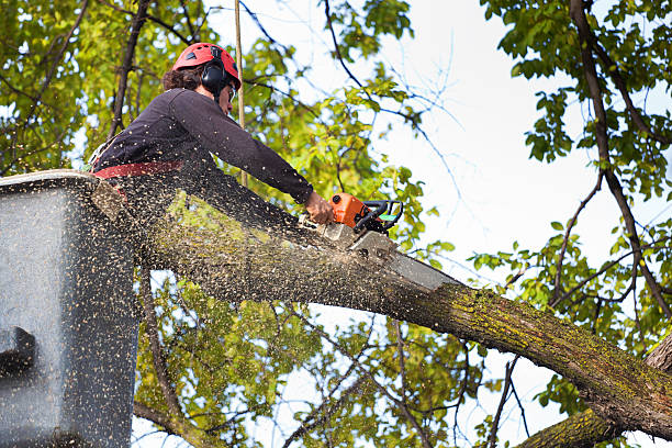 Best Tree Maintenance Programs  in Matoaca, VA