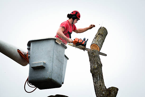 Best Stump Grinding and Removal  in Matoaca, VA