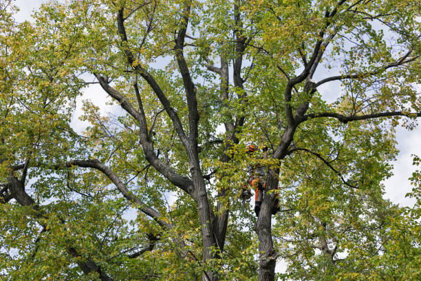 Best Commercial Tree Services  in Matoaca, VA